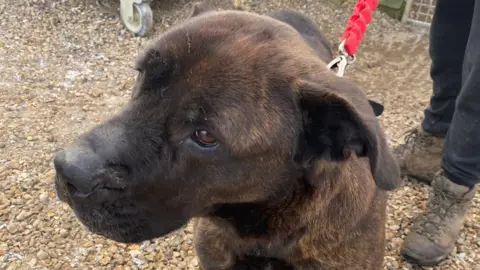 Babs Michel/BBC Yasmine a brown dog, a Presa Canario, looking away from the camera 