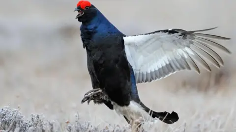 Getty Images Black grouse