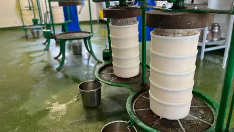 A green traditional iron press is being used to push all the moisture out of the moulds of cheese that are stacked on top of each other in white plastic tubs. 