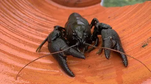 EA A crayfish. The dark crustacean is photographed from the front with two claws extended and two, long thin antennae protruding from above its mouth.