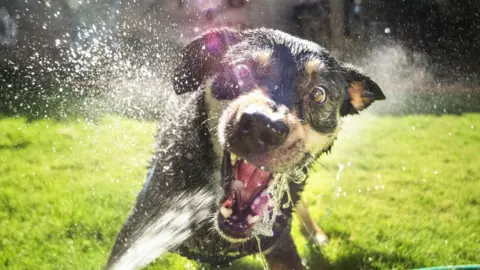 Getty Images A close-up of a dog drinking from a hosepipe directed at its mouth. The dog is black and white and is on a lawn.