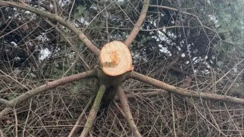 Durham Police The trunk of a christmas tree lying on is side, after it has been cut down.