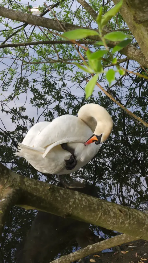 Jacki Hall A swan in a pond, looking at its reflection in the water