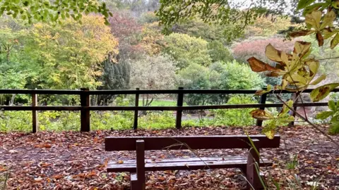An empty wooden bench in the foreground is surrounded by fallen autumnal leaves on the ground. The bench is placed on an elevated viewpoint looking out to a green space with green and brown trees.