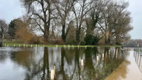 A flooded park, with some tree saplings in the foreground submerged