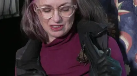 Carolyn Hargreaves, a woman with short grey hair and glases, standing indoors near a large black enclosure with striped fabric inside. She is wearing a black leather glove and opening her black body warmer to reveal a small brown bat nestled into the fabric of her maroon top.