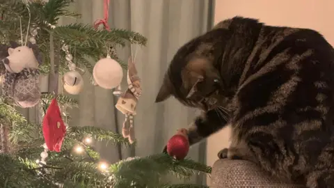 Rachel Rogers A grey and black tabby cat on the right playing with a red bauble on a Christmas tree.