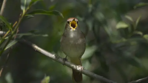David Tipling A nightingale pictured from the front with its beak open in song