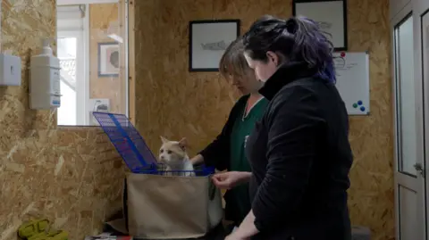 Ginny Parratt Two female volunteers at the charity are looking at a white and beige cat whose head is poking out of a blue crate. They are in a room with plasterboard on the walls and hand sanitiser, with several framed certificates on the back wall
