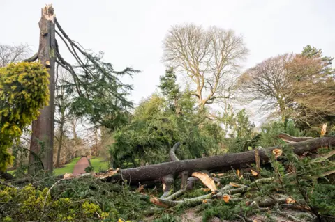 The trunk of the RBGE tree is lying on the ground in front of a large stump amidst lots of green leaves. There are other trees in the background.