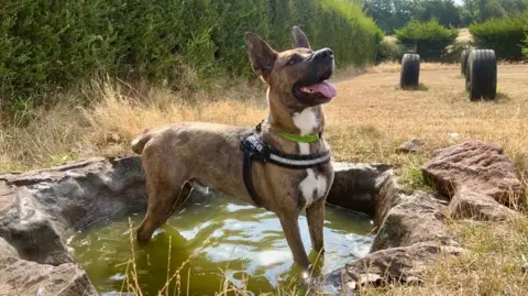 A photo of a dog in a pond, standing outside. The dog looks happy and has his tonge out. He is brown and has a white patch at the front of his body. 