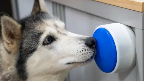 A grey-and-white, blue-eyed husky dog presses a large blue button with her nose. The blue button is surrounded by white casing. The button is stuck onto a white wall.