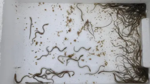 The picture shows a large number of elvers swimming in a container box