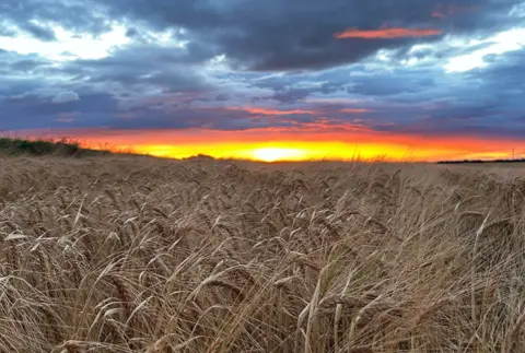 Scot Bowie Barley fields 
