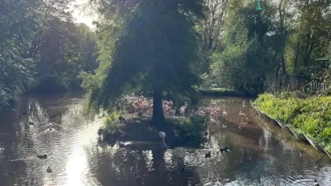 The flamingo enclosure at Paignton Zoo, with several of the pink birds standing in a lake and on a small island under a tree