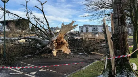 A large tree on the ground. Shards of branches are lying everywhere. Houses care in the background.