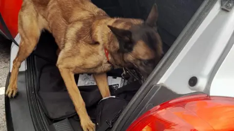 Dorset Council A brown dog, resembling a young Alsatian or German Shepherd, stands in the boot of a white car. Its head is down with its nose in a black holdall.