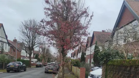 LDRS A young cherry blossom tree