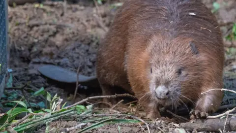 A beaver walking across a muddy patch of ground. Its front left paw is resting on a stick and its long flat tail lies on the ground behind it.