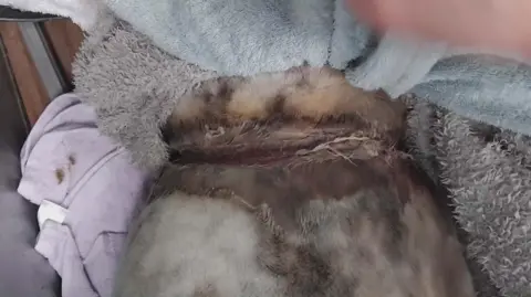 GSPCA The injury to the seal's neck. It shows a deep wound that has cut into the flesh. The seal is surrounded by towels.