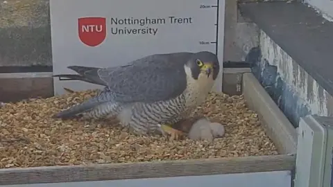 A falcon with a white chick in a box filled with stones. The image is taken from a webcam.