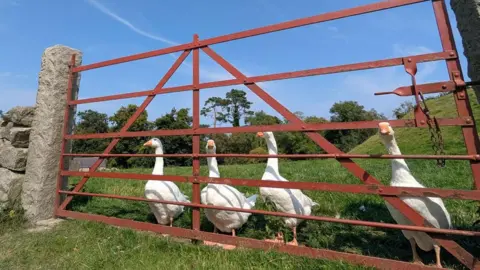 BBC Weather Watcher A-Lo Four geese stare out from the bars of a red gate in a field. A stone pillar is visible on the left of the picture.