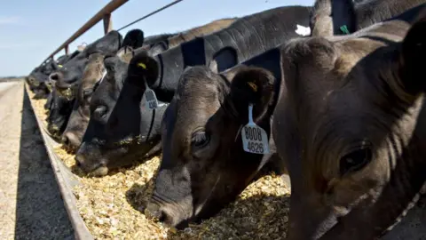 AFP via Getty Images Cattle eating at a feedlot in Texas