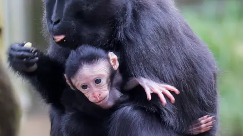 A close up image of a Sulawesi crested macaque baby at Drusillas Park being held by its mother