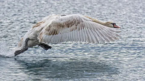 A swan flying low over water