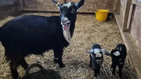 Roves Farm A Pygmy nanny goat standing in a pen with two kids both standing next to her