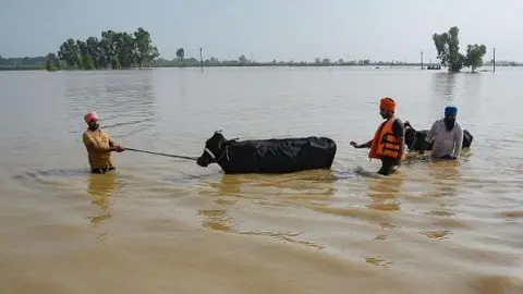 Getty Images People rescue their cattle in a flood-affected area after a breach in river Beas in Sultanpur Lodhi on August 18, 2023, following heavy monsoon rains in India's state of Himachal Pradesh.