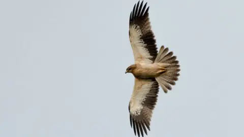 An eagle with black wing edges and brown feathers in flight.