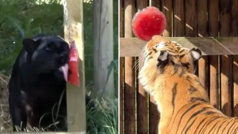A composite image of two photos next to each other. On the left is a black leopard with its tongue out, licking a red circular piece of ice hanging from a chain on a post. On the right is a Bengal tiger with its nose on a red circular ice cube hanging above it, next to a fence.