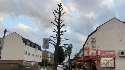 A heavily pollarded tree next to a road, with a row of shops one side and houses the other side 