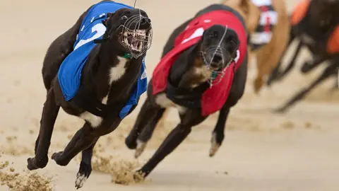 Getty Images Two greyhounds race around a track