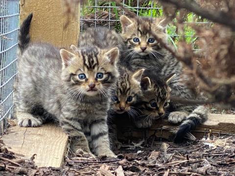 New wildcat kittens