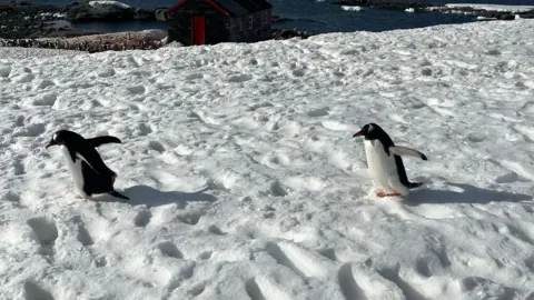 UKAHT/Maggie Coll Two penguins in the snow