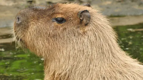 Hoo Zoo A close-up of the side of the head of a capybara looking to the left.