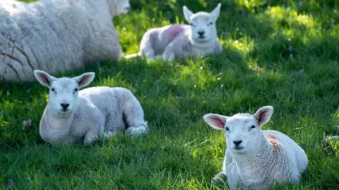 An image of lambs grazing in a green field.