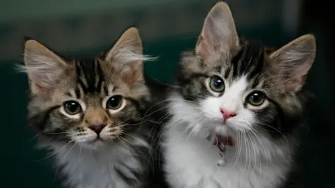 Two domesticated brown and white kittens. The one on the right has a collar around its neck.