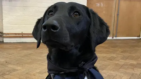 Peggy is a black Labrador. She has brown eyes and a black nose. She's looking at something behind the camera. The floor is parquet wood. The walls behind her are brick that's been painted white. The double doors are beige. 