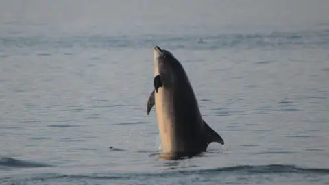 Fred Tiles A single dolphin rising vertically from the sea at Scarborough 