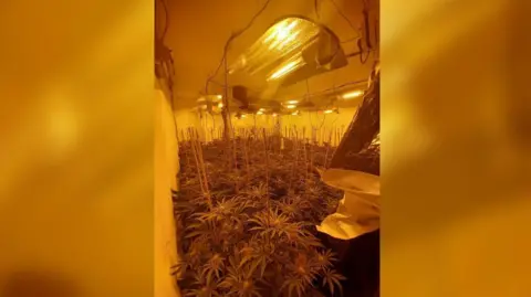A room full of tall cannabis plants. Several lamps are hanging from the ceiling and shining on the plants. 