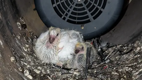 Two young birds in a pile of grey waste with a black fan behind them