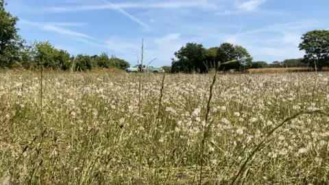 A dry grassy field under a blue sky. 