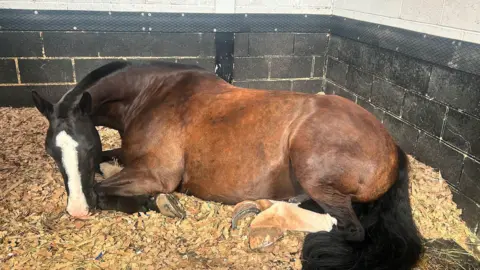 A horse lying in a stable on sawdust. It has a white striped nose. The walls of the stable are black on the lower half and white on the upper half.
