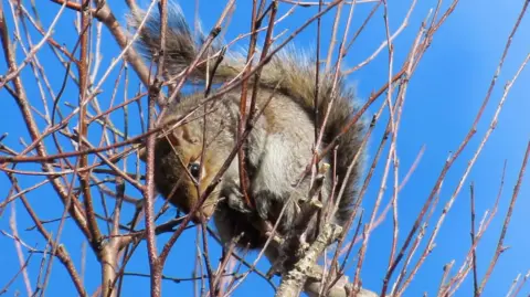 The squirrel which has been spotted in Guernsey is pictured in a tree