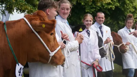 Joe Giddens/PA Media Cattle at the Royal Norfolk Show
