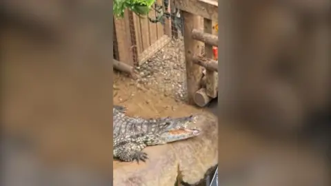 A crocodile inside a zoo enclosure with its mouth open