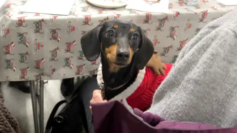 A black and tan dachshund sitting on someone's lap as they sit at a table, covered in a Christmas dachshund tablecloth. The dog is wearing a white and red jumper with antlers.